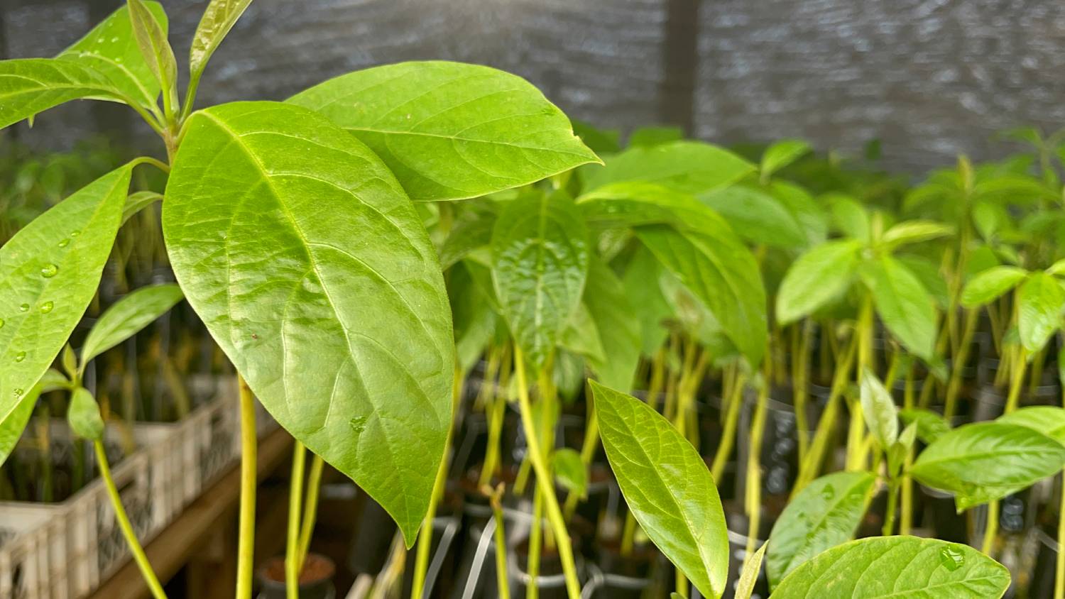 Aconcagua Network Farmers
